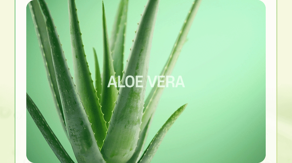 アロエベラ　ALOEVERA